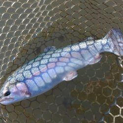 大安トラウトレイク釣果